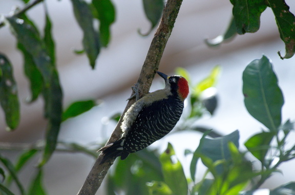 Black-cheeked woodpecker (in captivity)