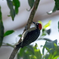 Black-cheeked woodpecker (in captivity)
