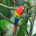 Scarlet Macaw (in captivity)