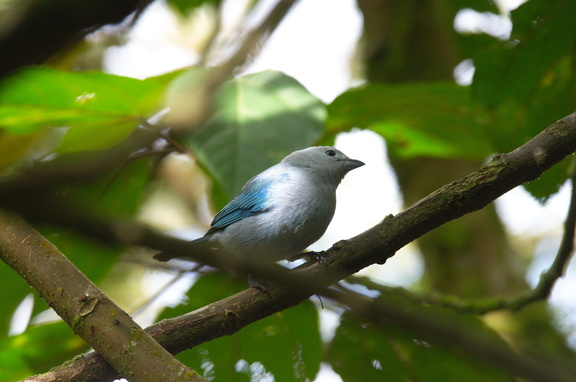 Blue-grey Tanager (in captivity)