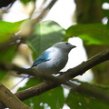 Blue-grey Tanager (in captivity)