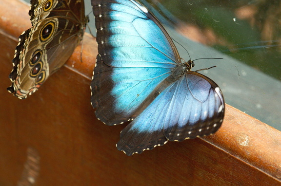 Peleides Blue Morpho butterflies (in captivity)