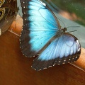 Peleides Blue Morpho butterflies (in captivity)