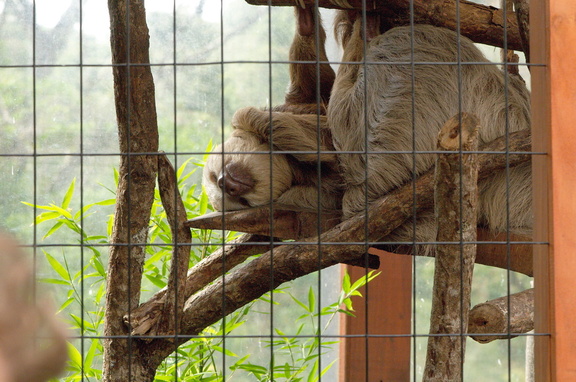 Sloths (in captivity)