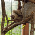 Sloths (in captivity)