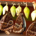 drying off after emerging from the pupa phase