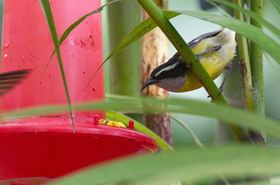 Bananaquit at hummingbird feeder