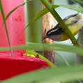 Bananaquit at hummingbird feeder