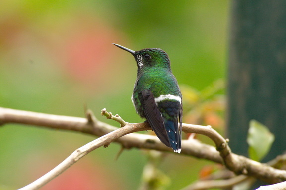 hummingbirds appear to change color in the sun