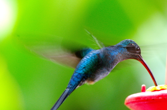 medium sized hummers can flap their wings 20-25 times per second