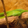 Green Vine Snake