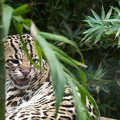 Ocelot or Margay. they're very similar