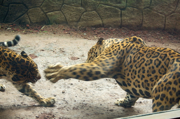 Jaguars (in captivity)
