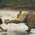 Jaguars (in captivity)
