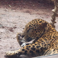 Jaguar (in captivity)