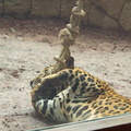 Jaguar (in captivity)