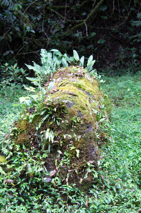 Mossy log with epiphytes