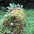 Mossy log with epiphytes