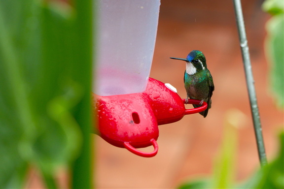 at the feeder
