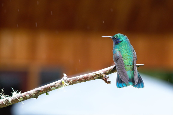 hummingbirds actually spend about 75% of their time sitting