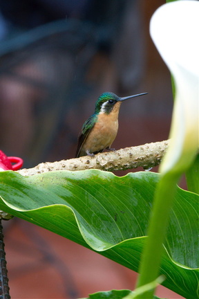 female Scintillant Hummingbird