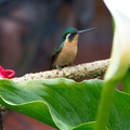 female Scintillant Hummingbird