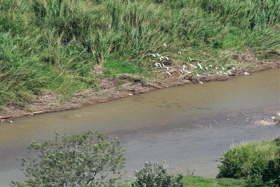 Flock of Cattle Egrets