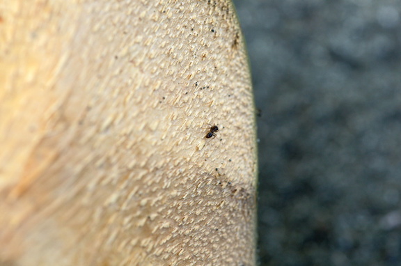 Ant on coconut