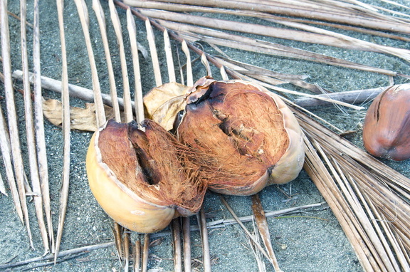 Coconut husk