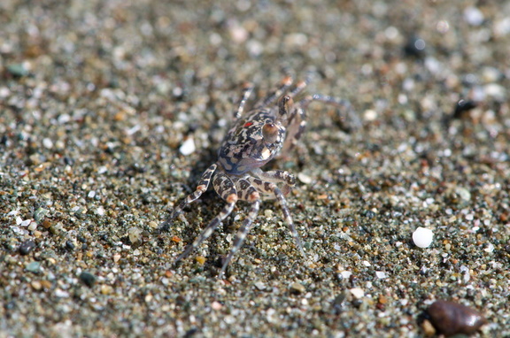 Tiny fiddler crab