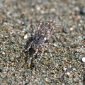 Tiny fiddler crab