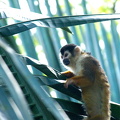 Red-backed Squirrel Monkey