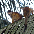 monkeys in the trees