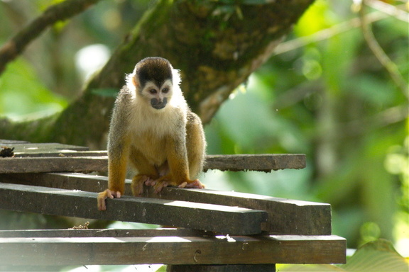 monkey on the platform