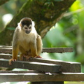 monkey on the platform