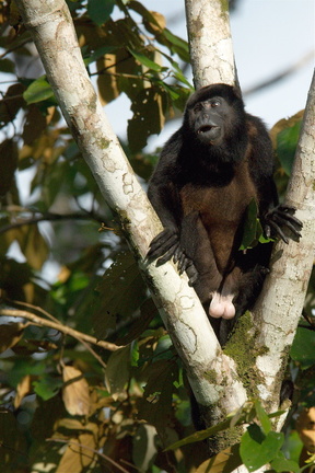Howler Monkey, male (clearly)