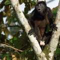 Howler Monkey, male (clearly)