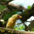 possibly a western tanager