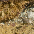 tide pool close-up