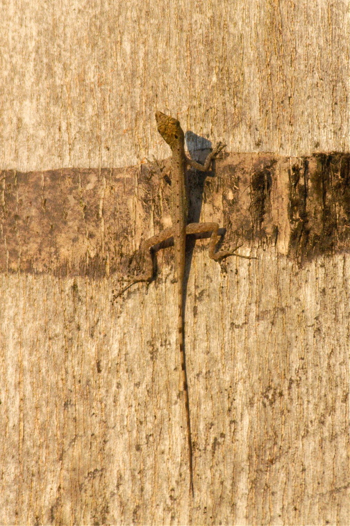 some kind of whip tail lizard