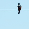 Ringed Kingfisher (female)