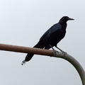 Great-tailed Grackle (appears to be losing a feather)
