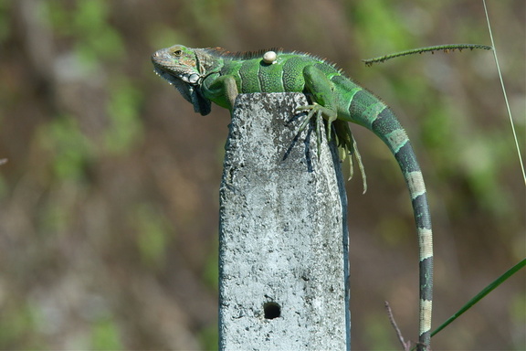 iguana on a post