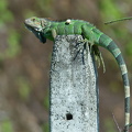 iguana on a post