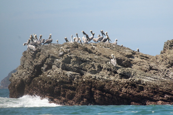 pelican convention