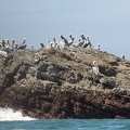 pelican convention