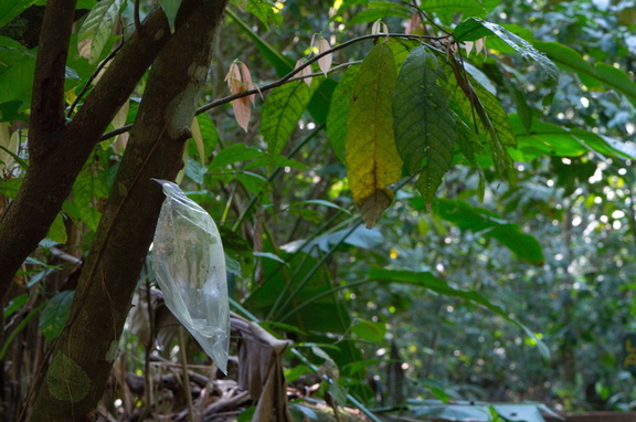 cocoa plant: the bag keeps animals away