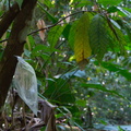 cocoa plant: the bag keeps animals away