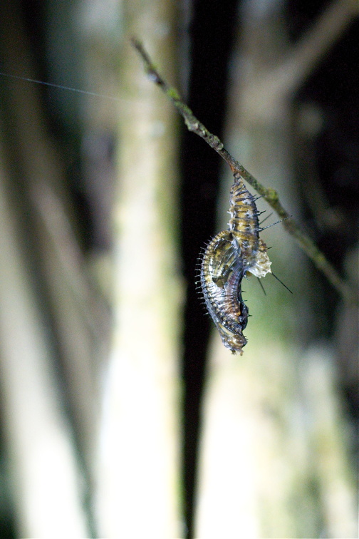 just starting to pupate