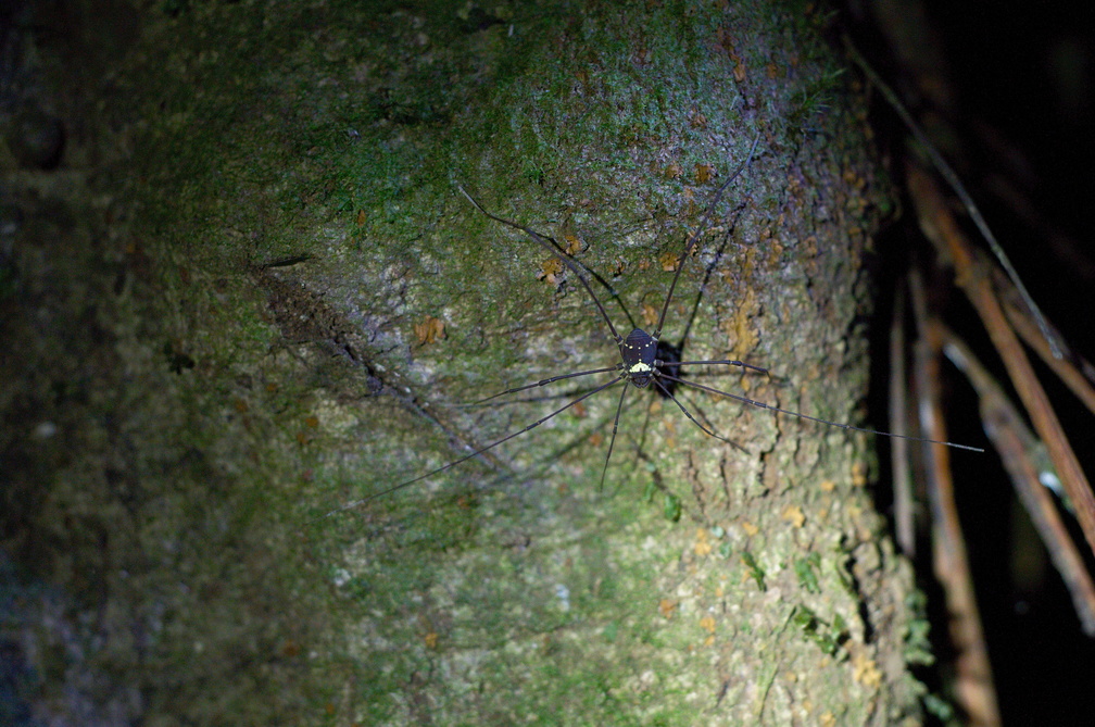 spider with an aztec mask on